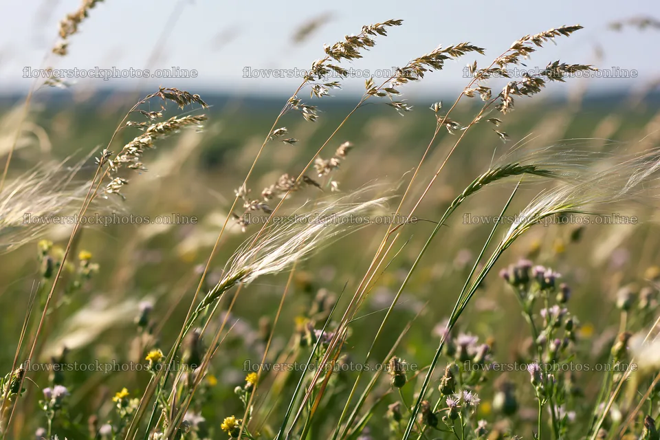 Climate-resilient meadow with grasses and wildflowers – flower stock photos 9722x6480