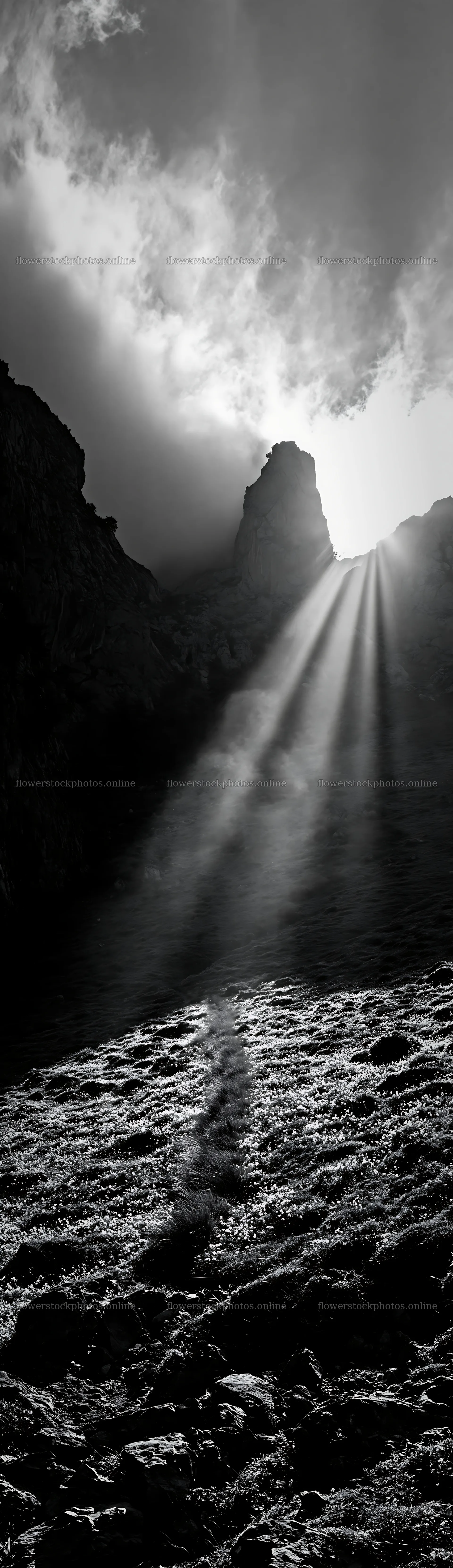 Sunrays shining through Picos de Europa mountains in a meadow – flower stock photos 4268x14762