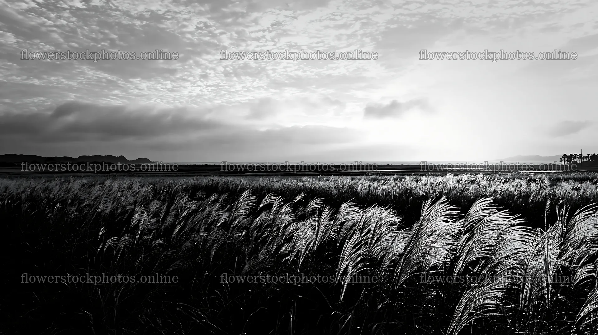 Miyazaki sunrise meadow dew covered sedges create a golden glow – flower stock photos 10608x5938