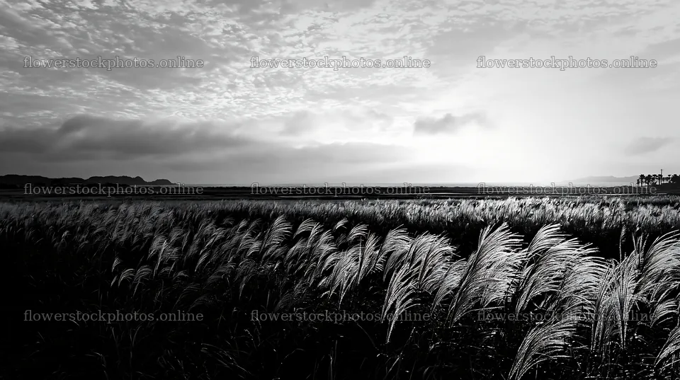 Miyazaki sunrise meadow dew covered sedges create a golden glow – flower stock photos 10608x5938