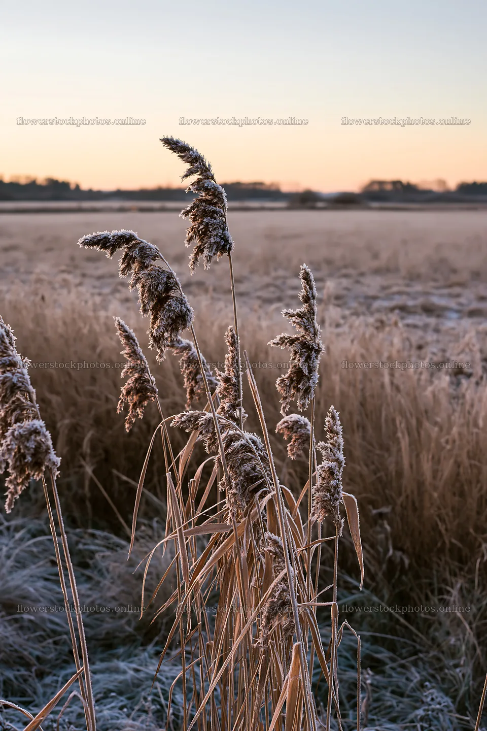 Saga floodplain meadow with reeds and frost in winter light – flower stock photos 6480x9722