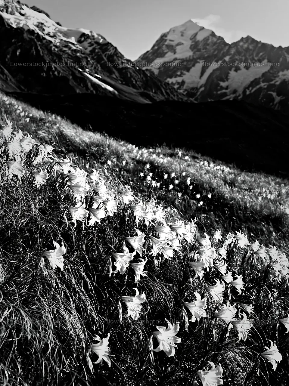 Snowline meadow with blooming flowers and mountain backdrop – flower stock photos 6866x9174