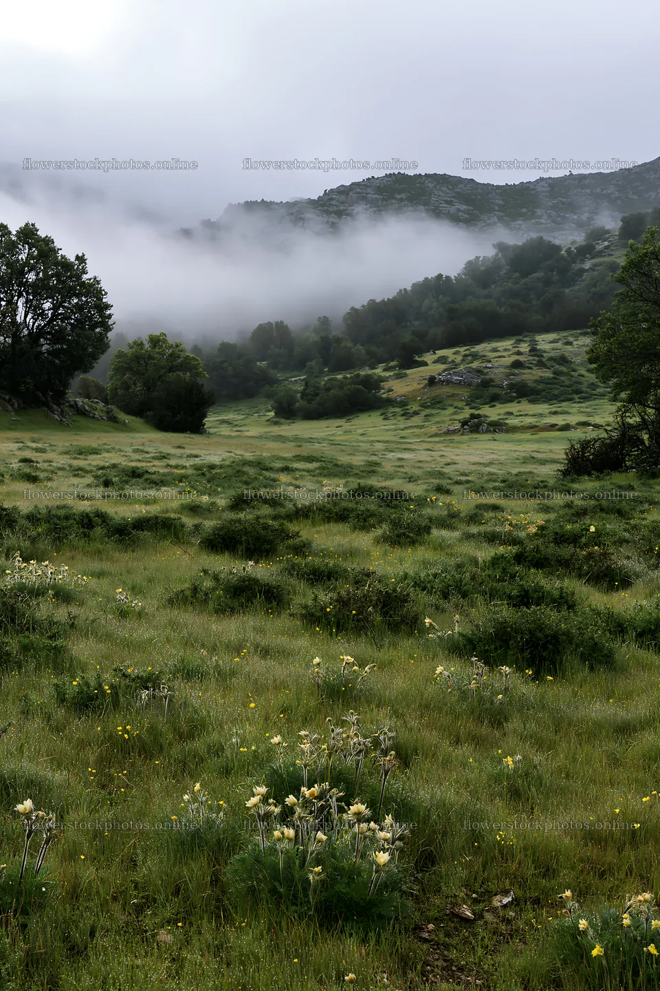 Cloudy rockrose meadow under misty mountains – flower stock photos 6480x9722