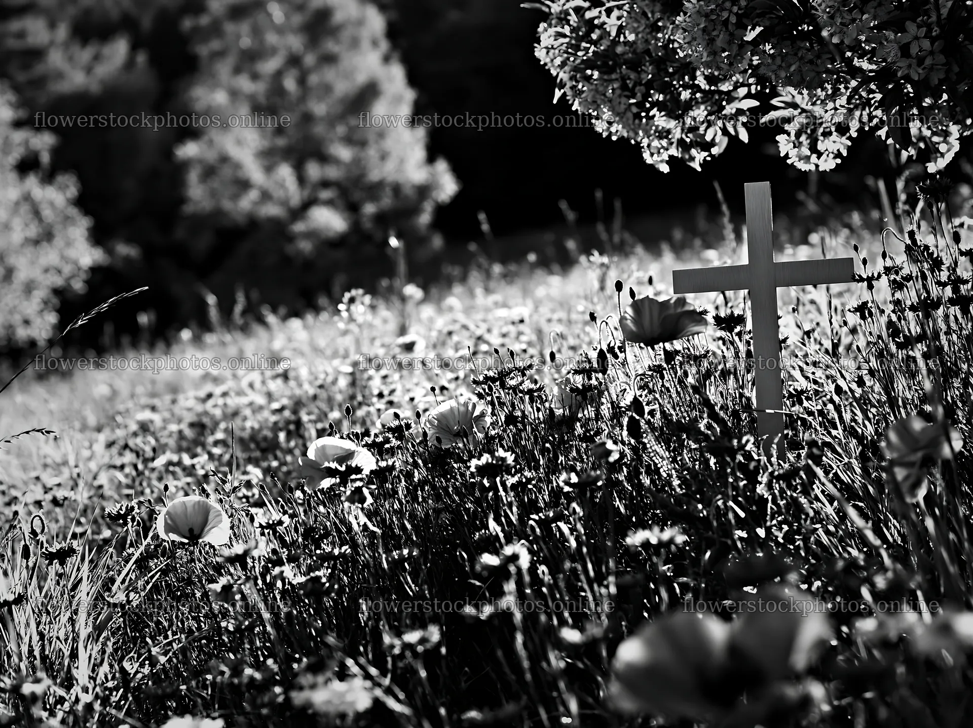 White Christian cross in meadow during Christmas season – flower stock photos 9174x6866
