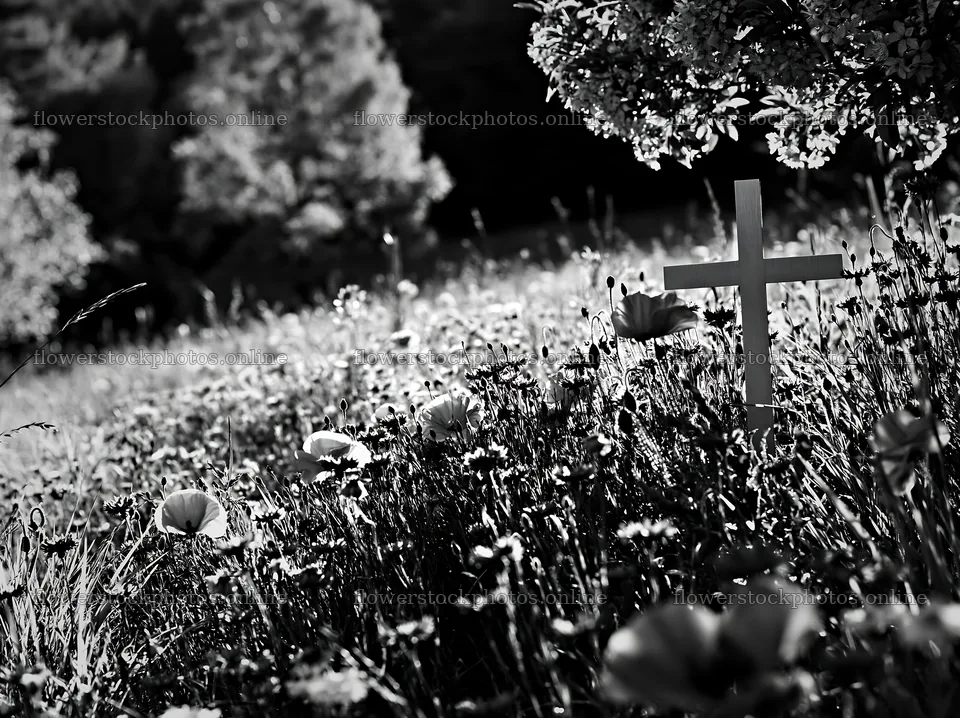 White Christian cross in meadow during Christmas season – flower stock photos 9174x6866