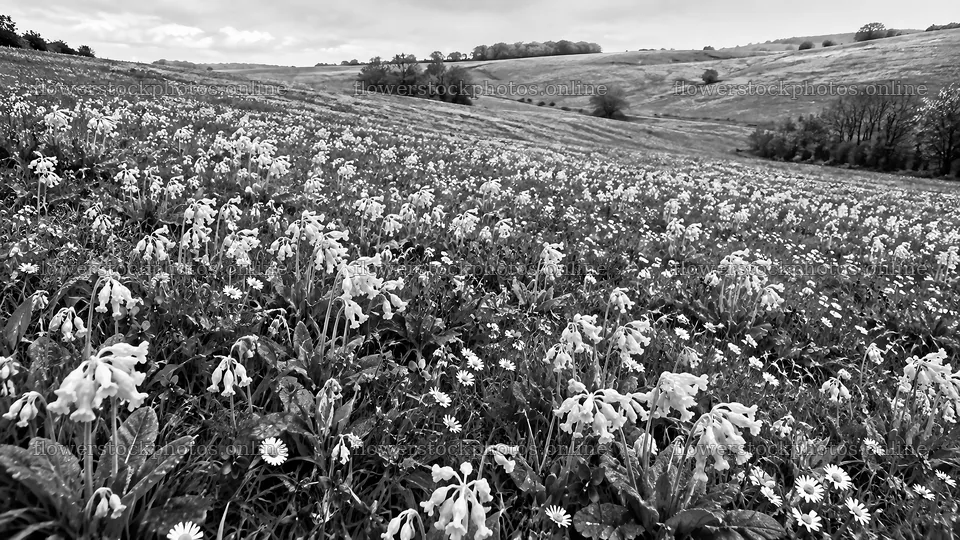 Black and White Wildflower Meadow on Rolling Hills – flower stock photos 10324x5812