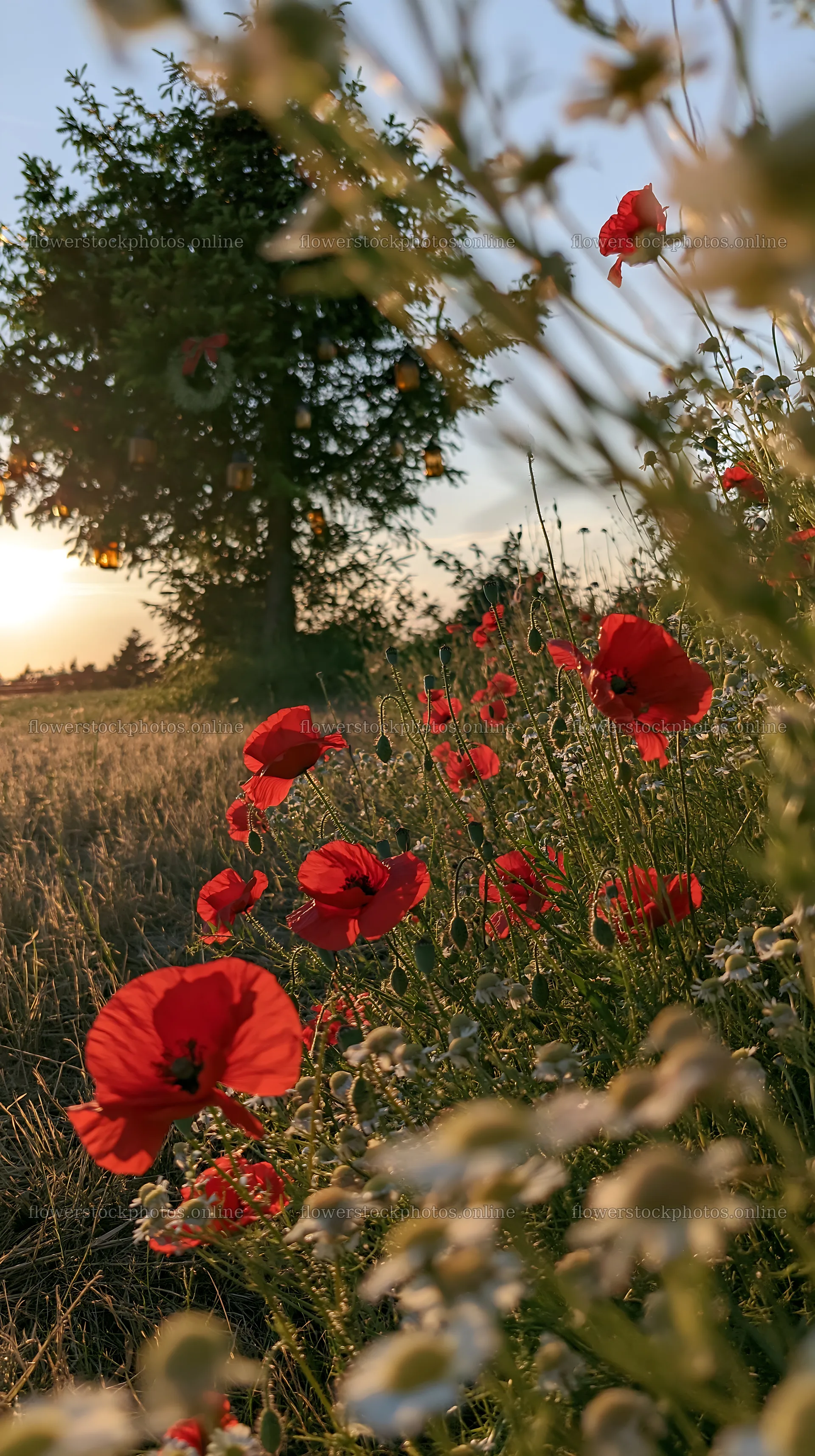 Christmas tree surrounded by flowers in sunlight – flower stock photos 5938x10608