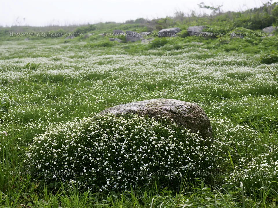 Yamaguchi limestone meadow with pale boulder and white flowers – flower stock photos 9174x6866