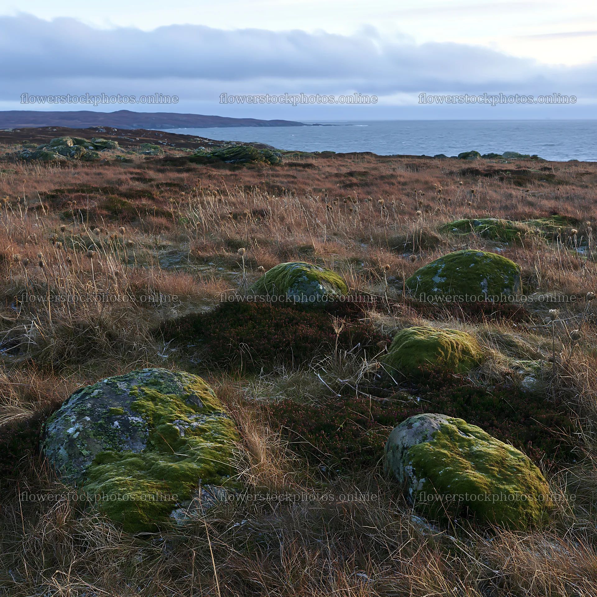 Mossy boulder meadow surrounded by grass and ocean view – flower stock photos 7938x7938