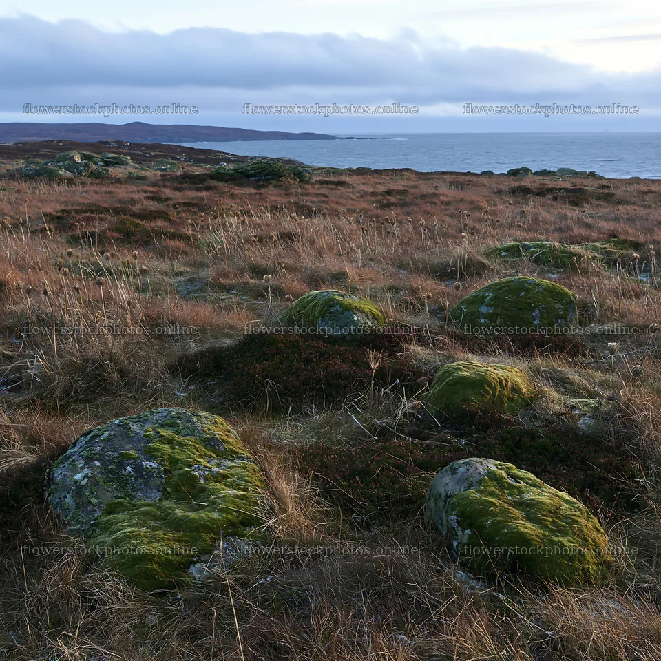 Mossy boulder meadow surrounded by grass and ocean view – flower stock photos 7938x7938