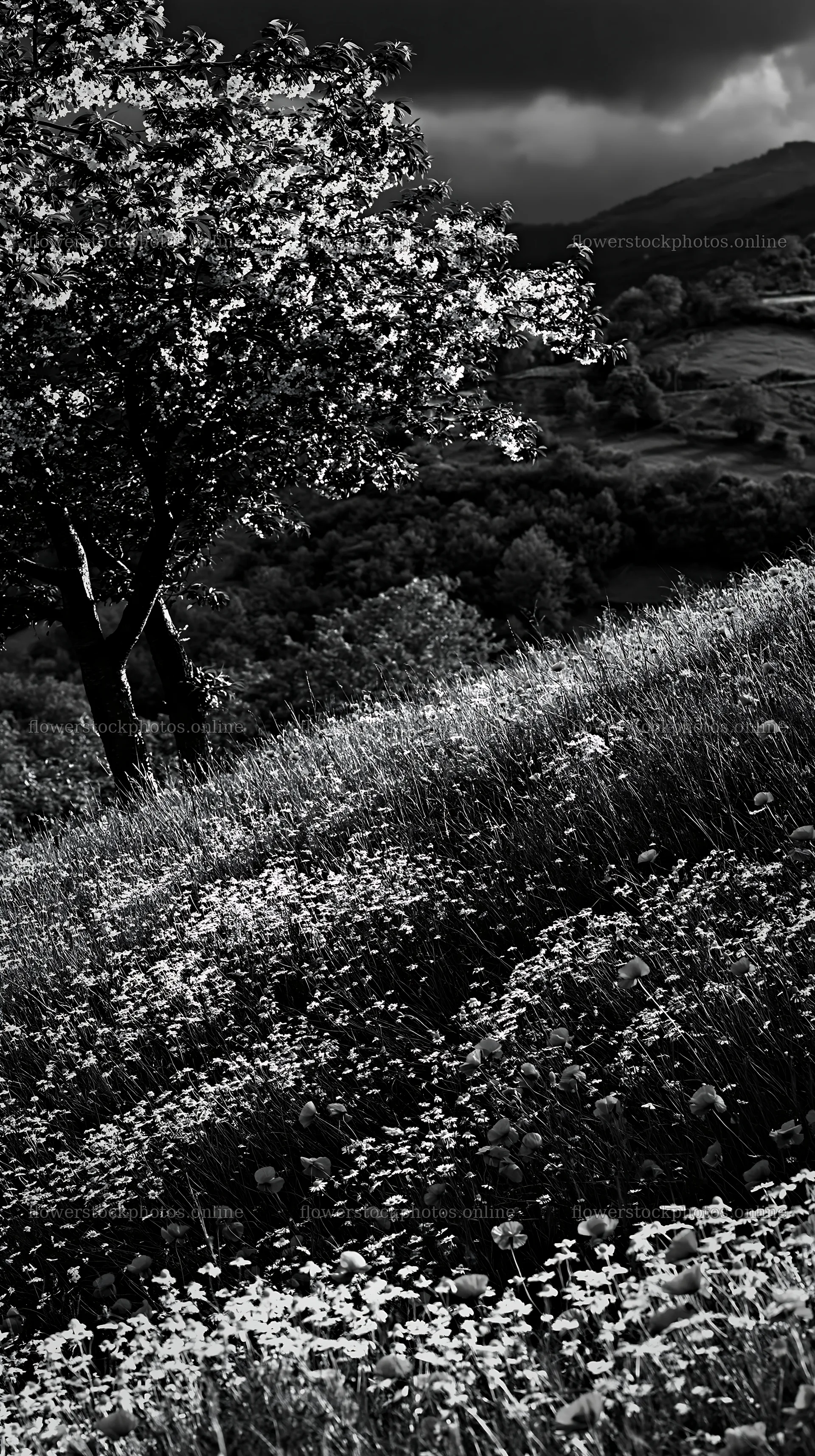 Moody orchard meadow under cloudy sky – flower stock photos 5938x10608