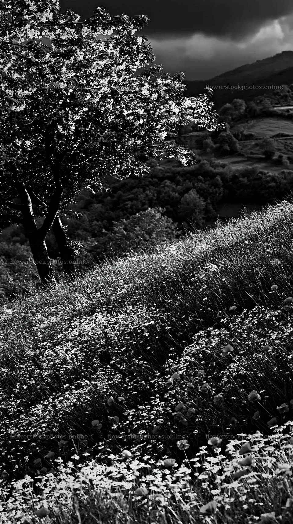 Moody orchard meadow under cloudy sky – flower stock photos 5938x10608