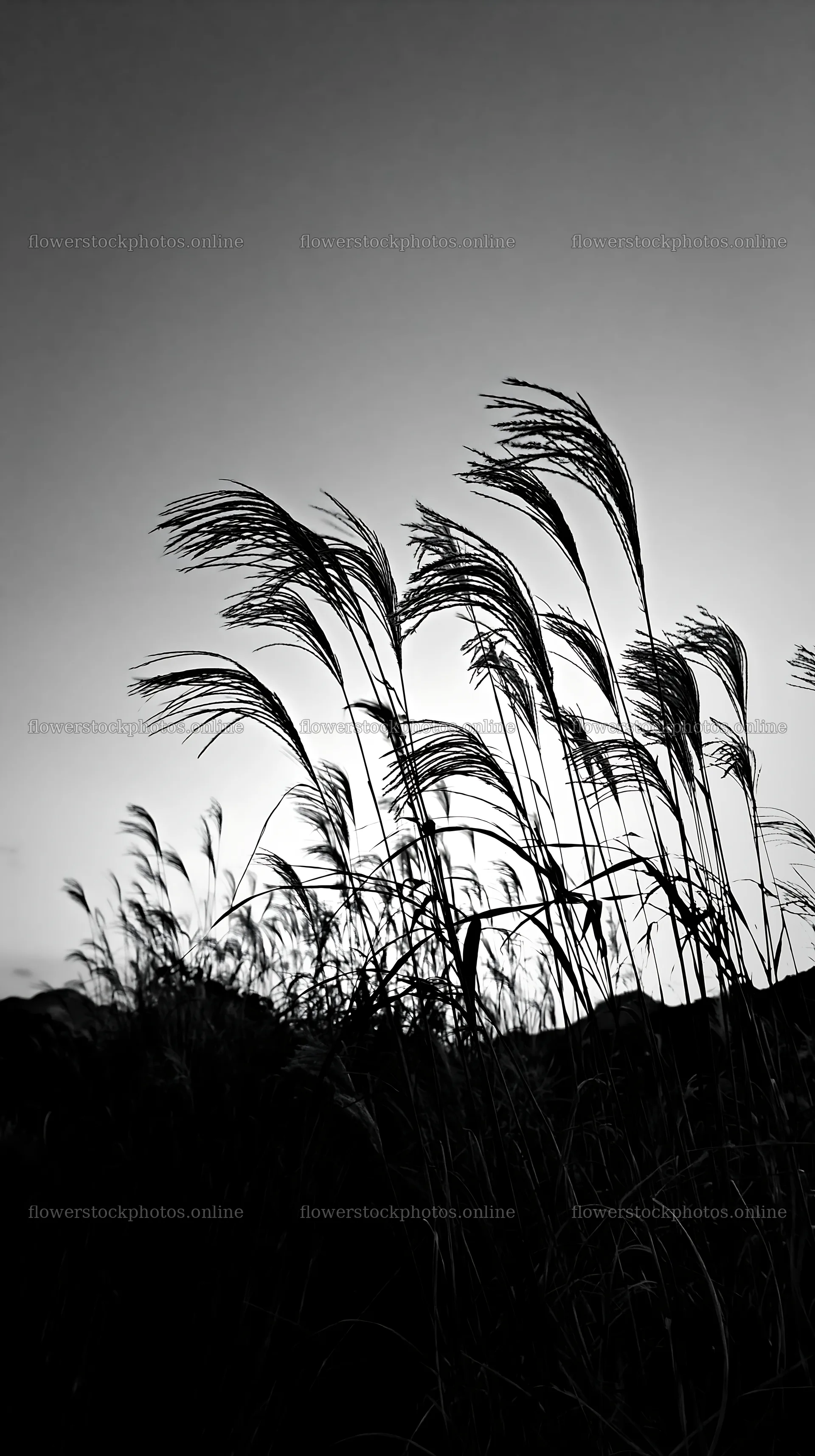 Ehime twilight meadow with dry seedheads – flower stock photos 5938x10608