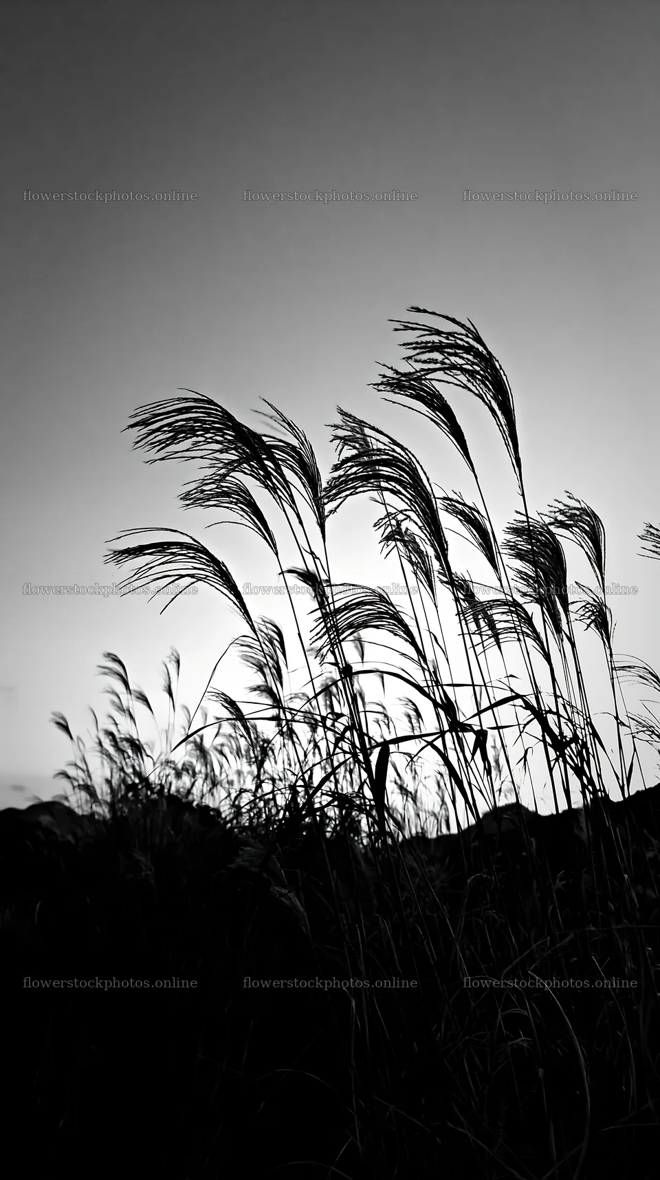 Ehime twilight meadow with dry seedheads – flower stock photos 5938x10608