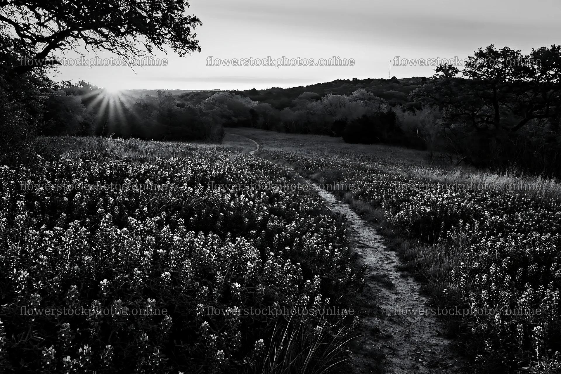 Bluebonnet meadow at sunrise with path and trees – flower stock photos 9722x6480
