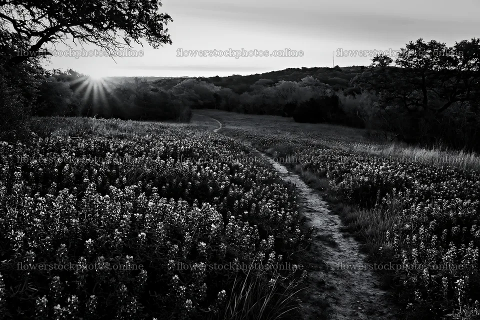 Bluebonnet meadow at sunrise with path and trees – flower stock photos 9722x6480