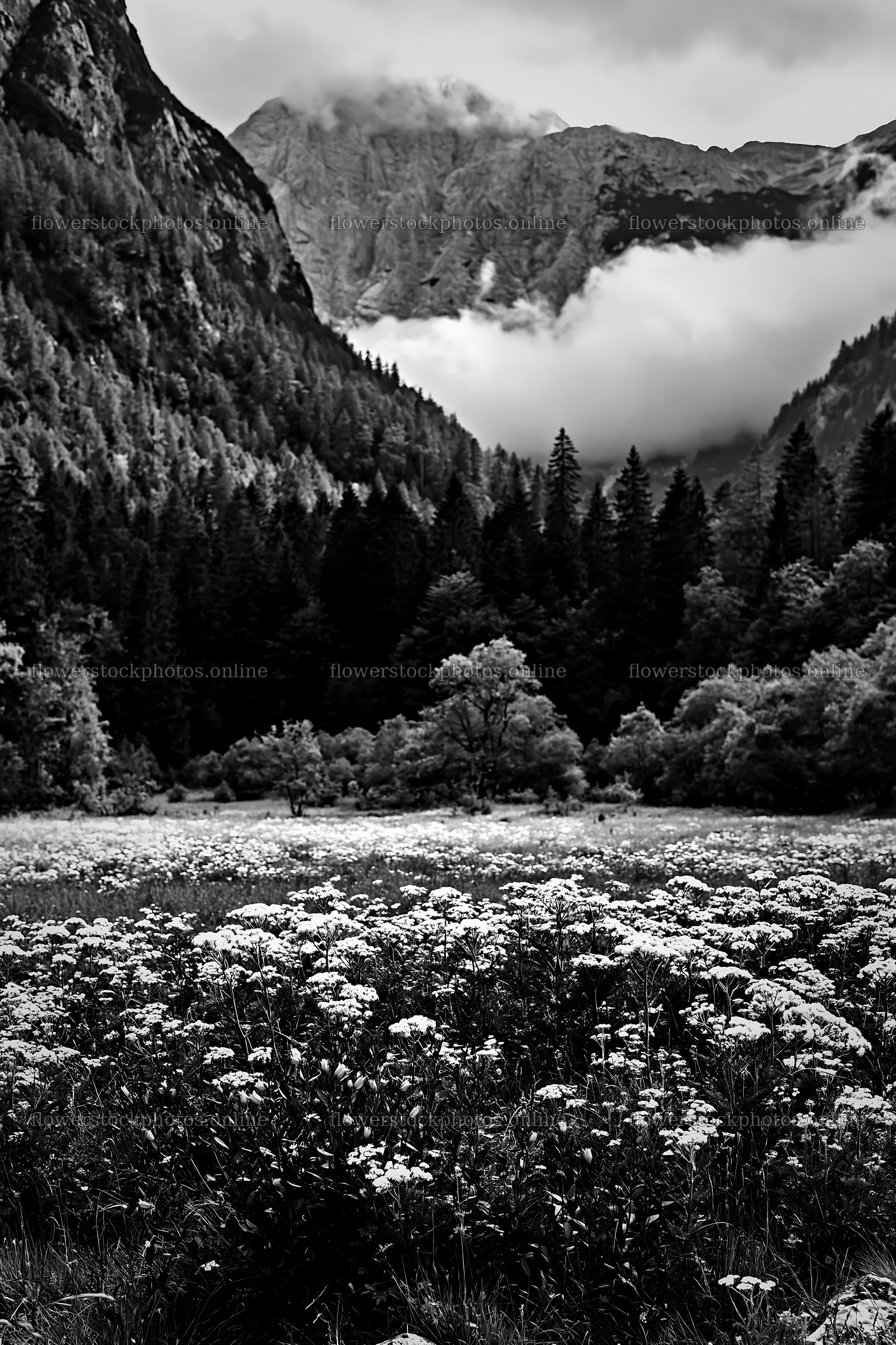 Meadow under crags with clouds and trees in the background – flower stock photos 6480x9722