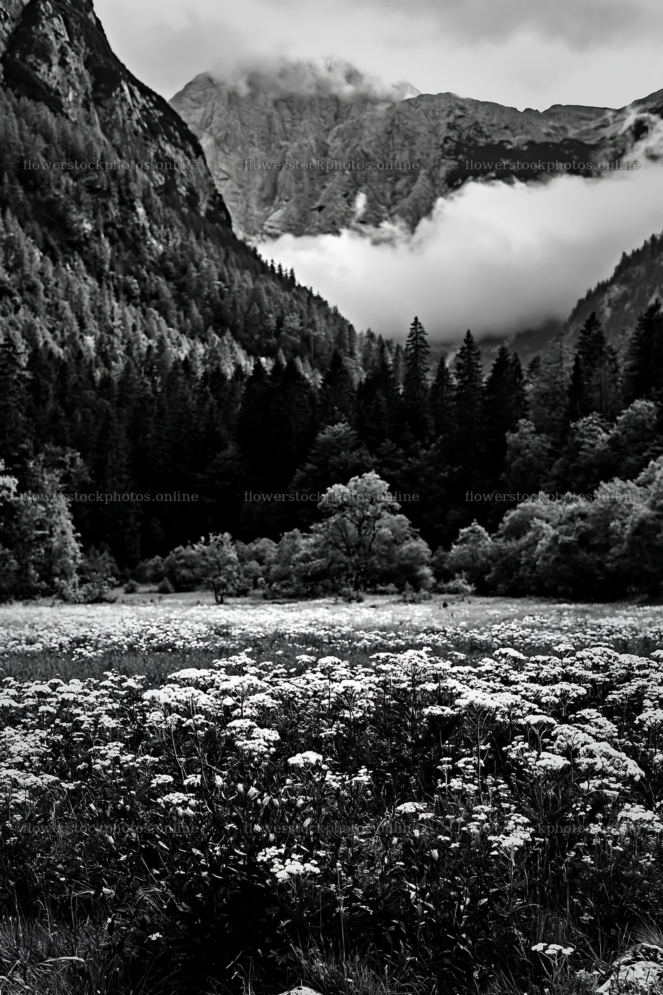 Meadow under crags with clouds and trees in the background – flower stock photos 6480x9722