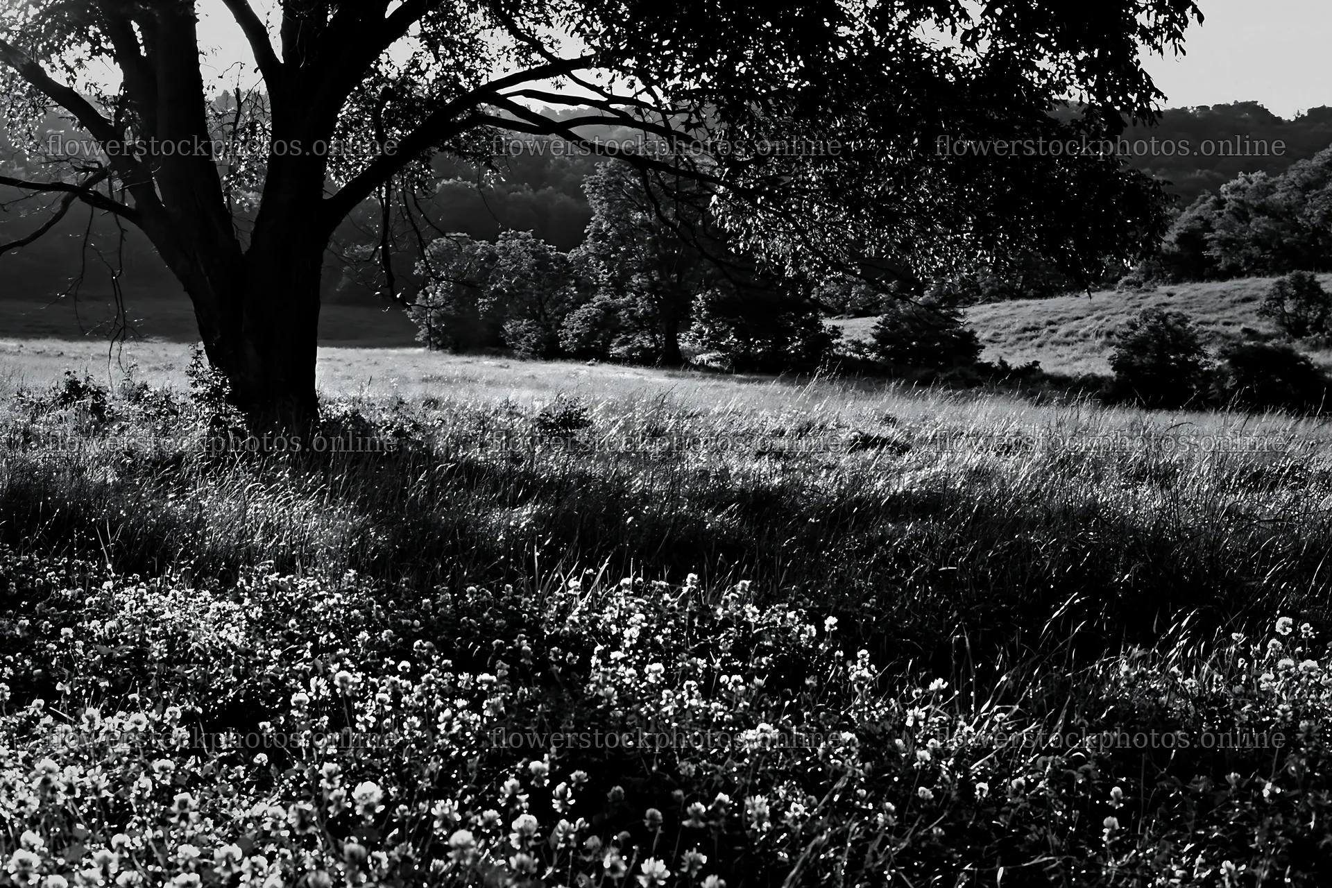 Silver dew meadow with green grass and a tree – flower stock photos 9722x6480