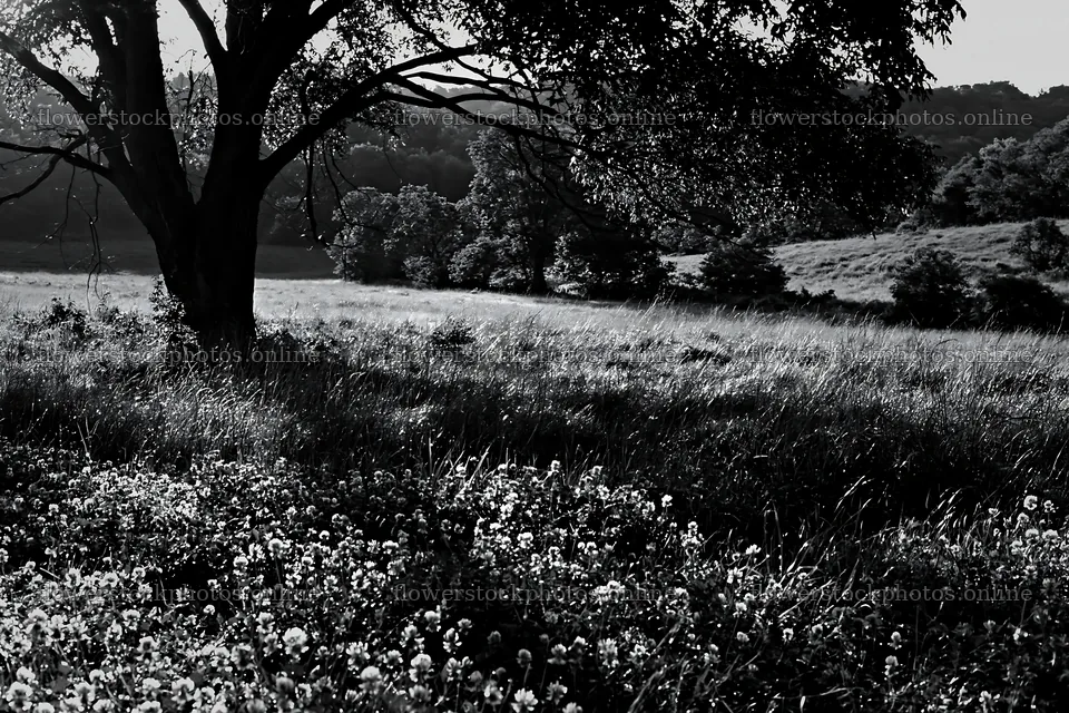Silver dew meadow with green grass and a tree – flower stock photos 9722x6480