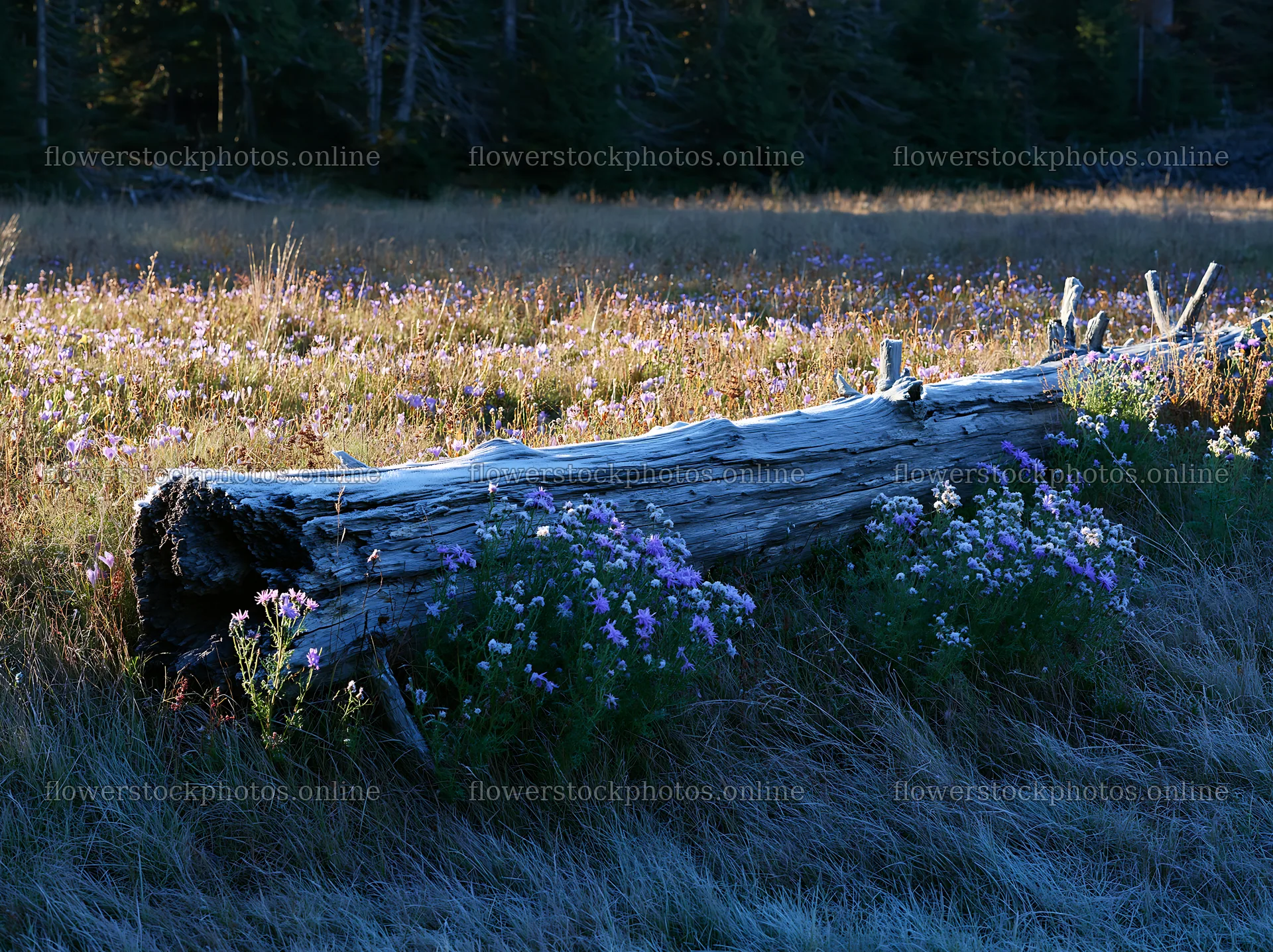 Weathered log surrounded by flowers in a meadow – flower stock photos 9174x6866