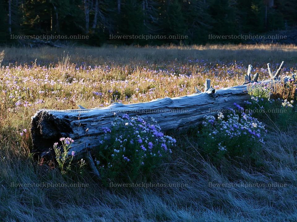 Weathered log surrounded by flowers in a meadow – flower stock photos 9174x6866