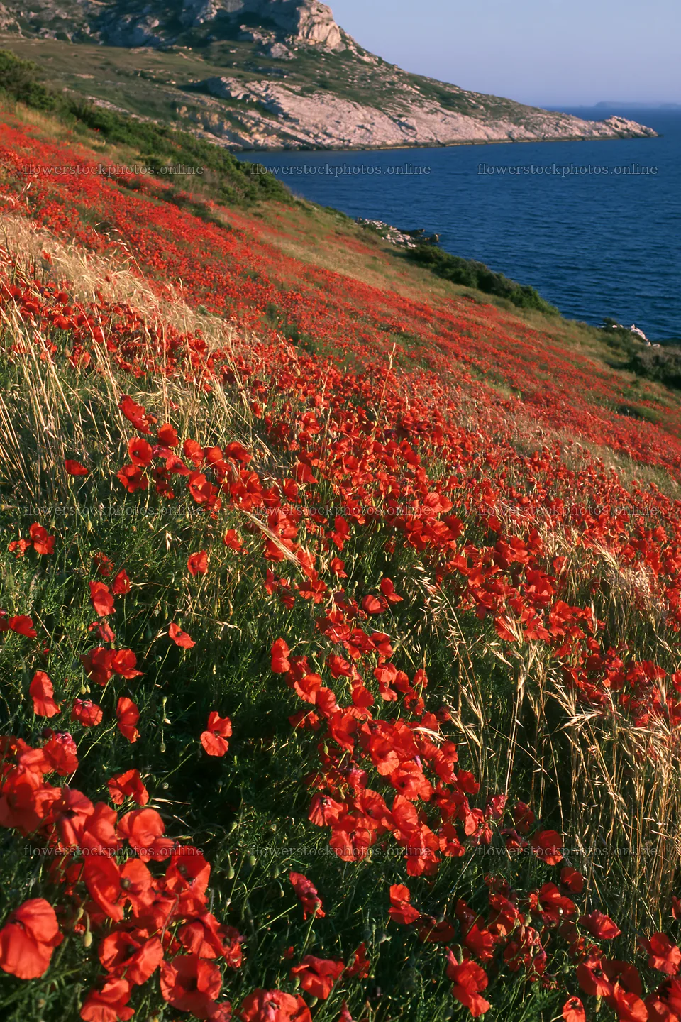 Italian meadow along rocky coast with colorful flowers – flower stock photos 6480x9722
