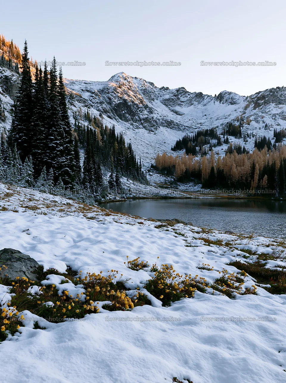 Lakeside meadow after first snowfall in autumn – flower stock photos 6866x9174