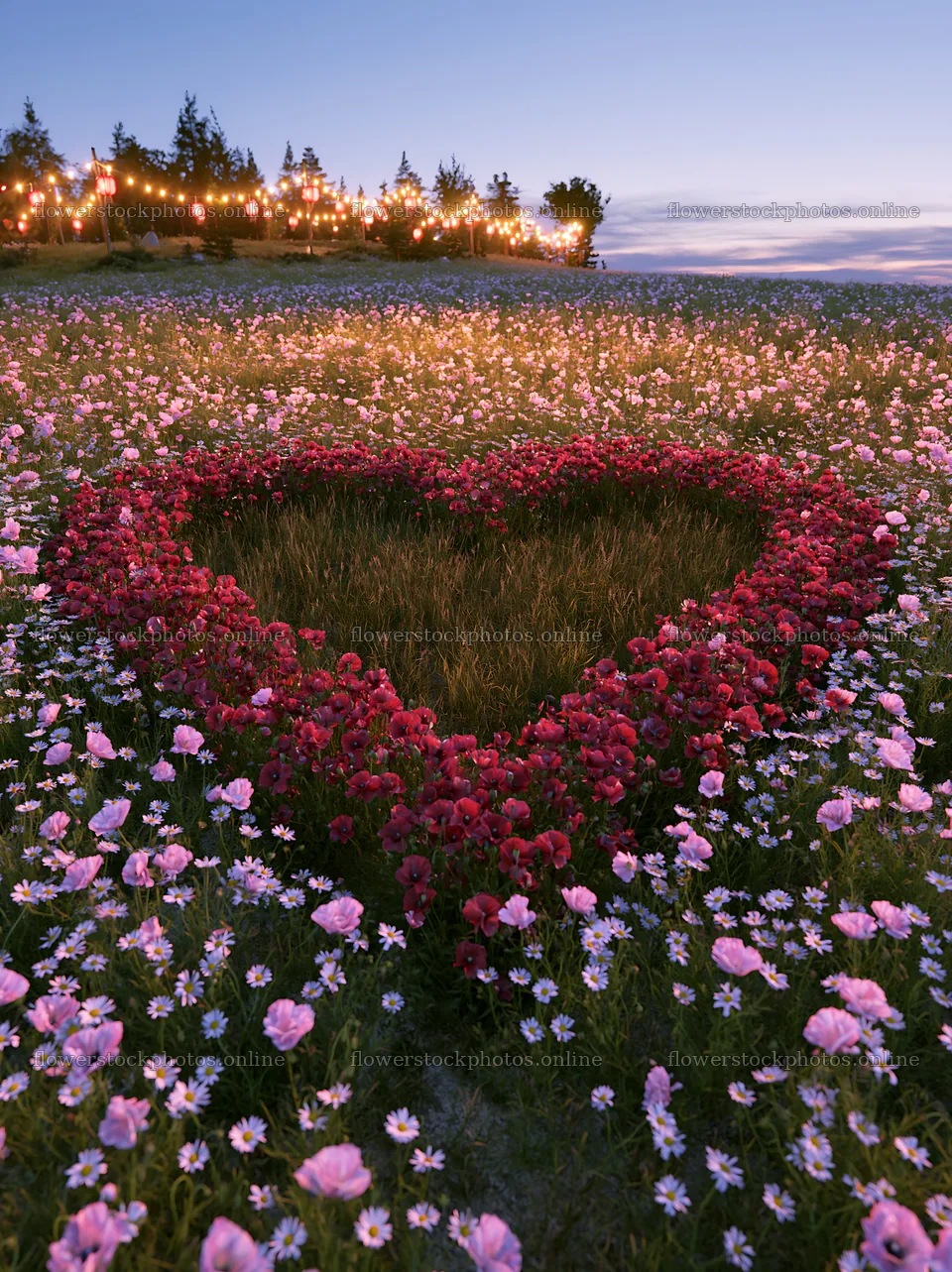Vibrant Christmas lanterns in a meadow under twilight sky – flower stock photos 6866x9174