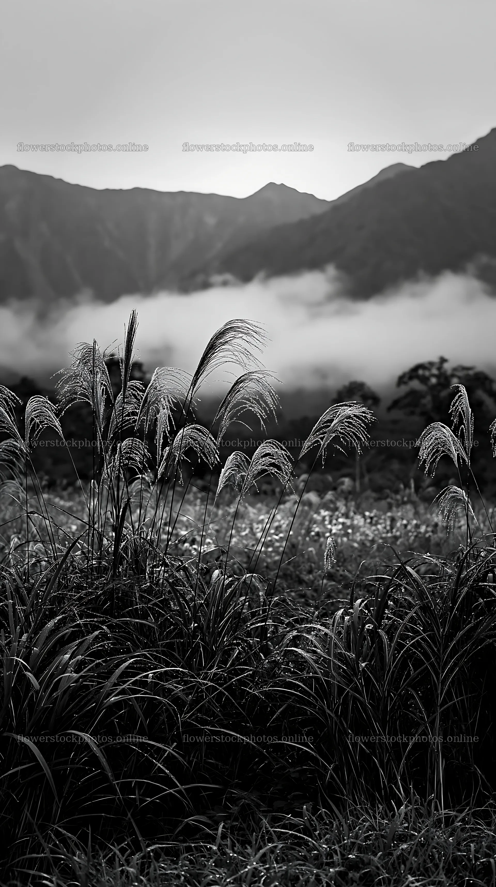 Biodiverse Nagano silver grass meadow dew glistens on plants – flower stock photos 5938x10608
