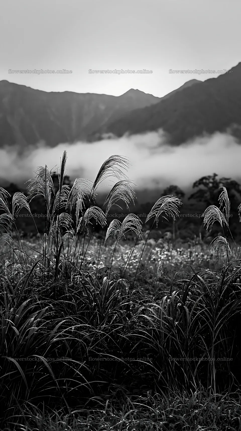 Biodiverse Nagano silver grass meadow dew glistens on plants – flower stock photos 5938x10608