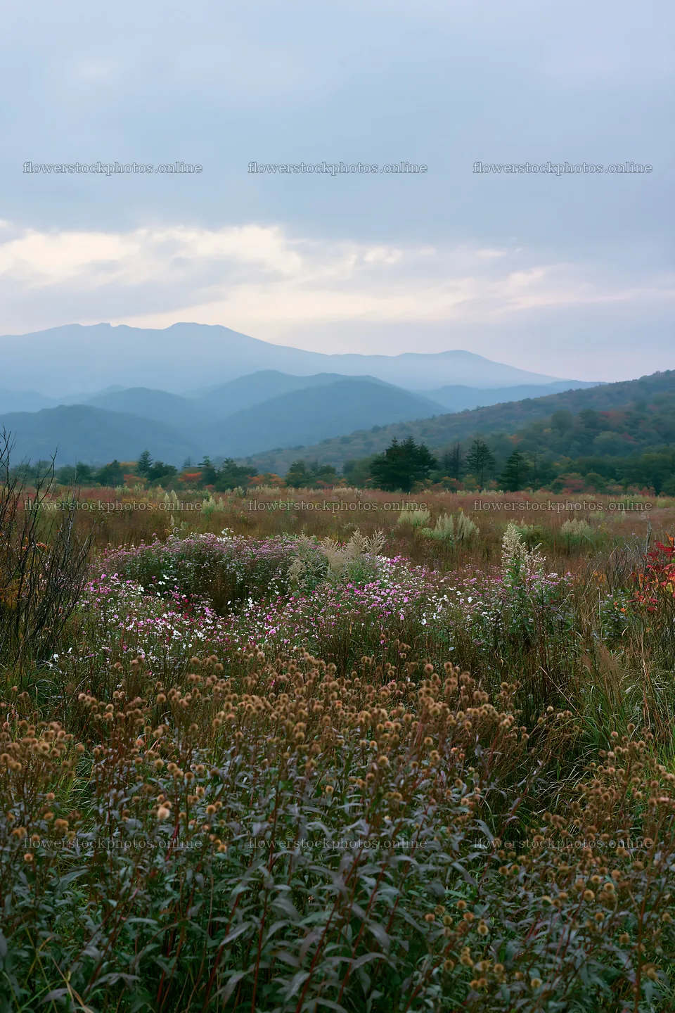 Iwate rain refreshed meadow seedhead foreground – flower stock photos 6480x9722
