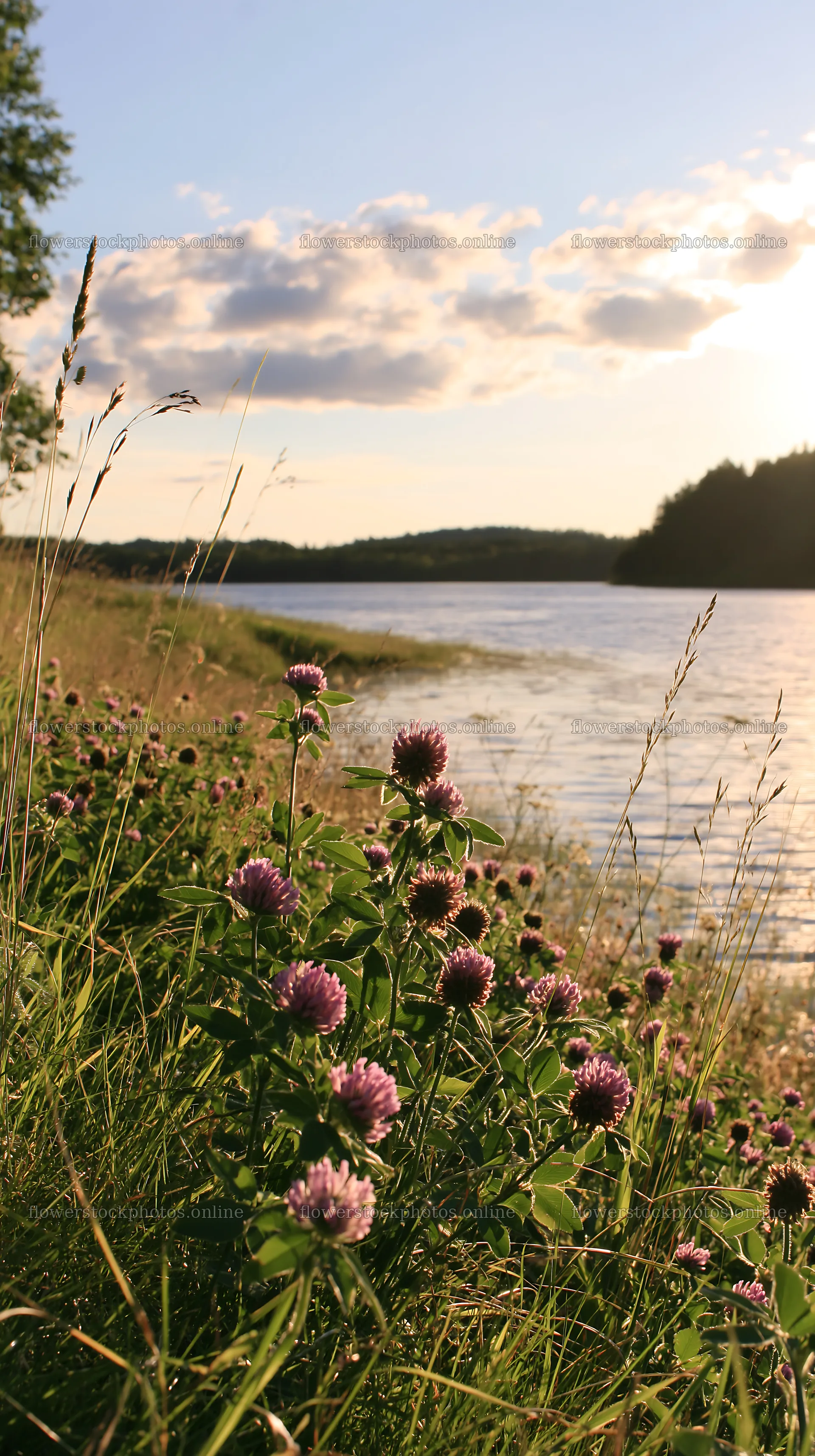 Sunlit lakeside meadow with flowers and water in the background – flower stock photos 5938x10608