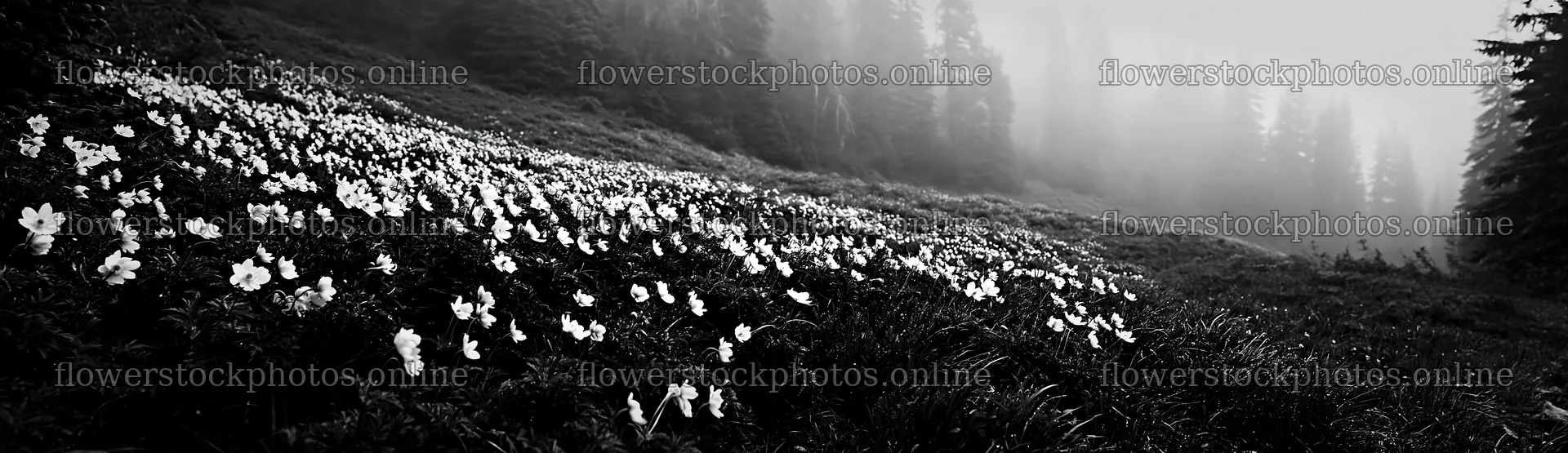 Misty forest meadow with white flowers blooming in fog – flower stock photos 14762x4268