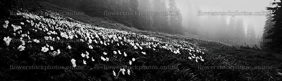 Misty forest meadow with white flowers blooming in fog – flower stock photos 14762x4268