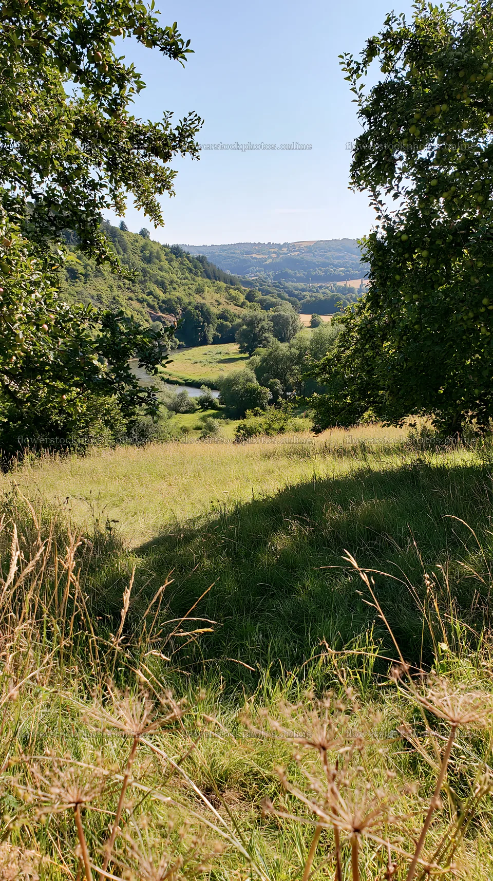 Valley apple meadow under clear sky and bright sunlight – flower stock photos 5938x10608