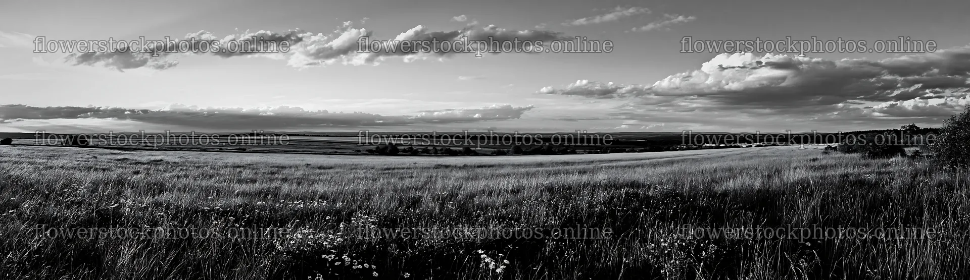 German foothill meadow at sunset with rolling hills and clouds – flower stock photos 14762x4268