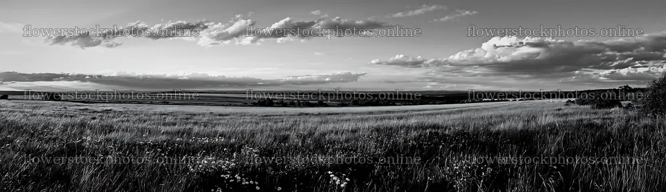 German foothill meadow at sunset with rolling hills and clouds – flower stock photos 14762x4268
