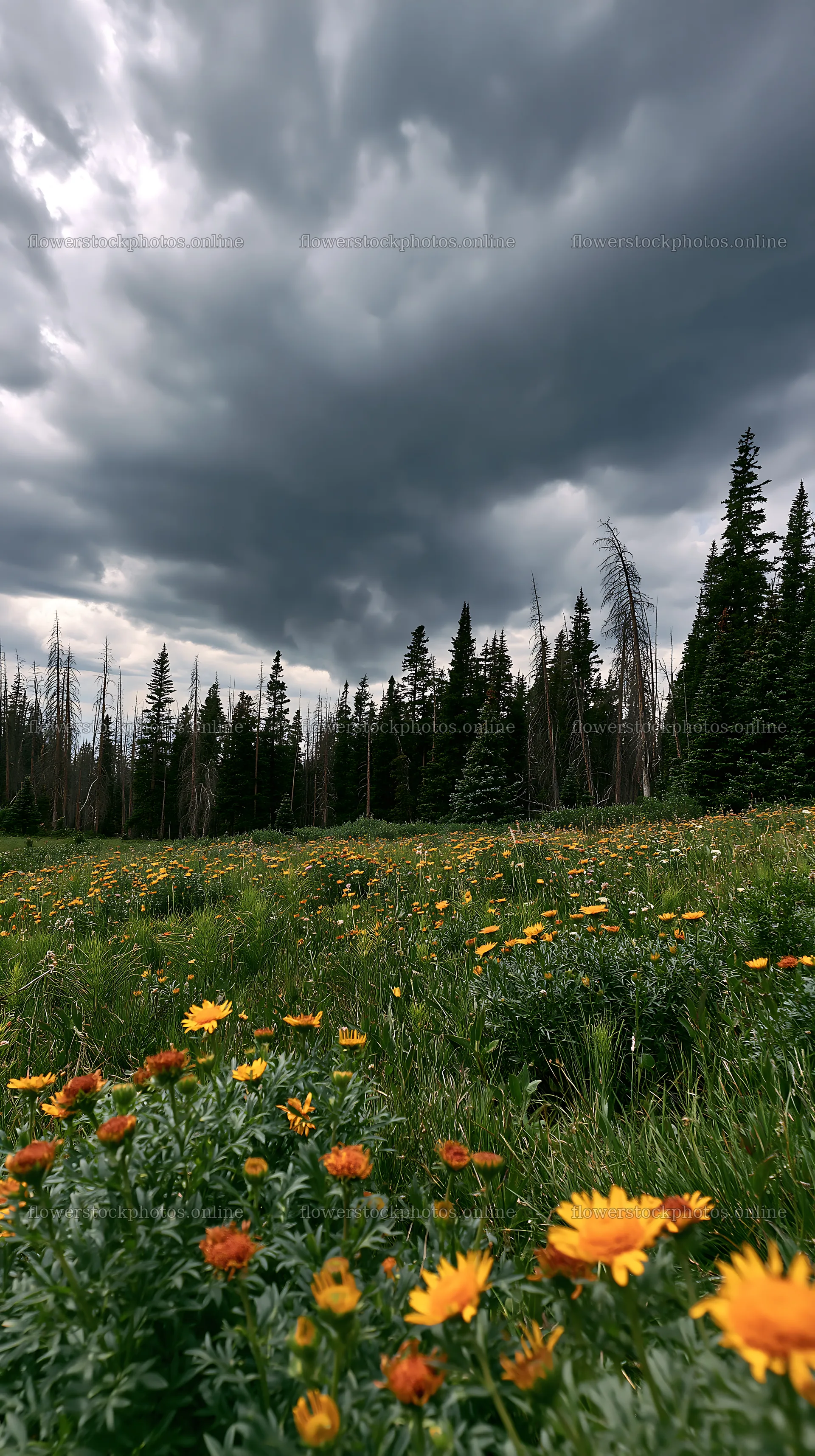 Pine forest meadow with yellow flowers under cloudy sky – flower stock photos 5938x10608