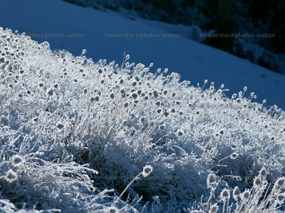 Frost-covered meadow with white vegetation in winter – flower stock photos 9174x6866