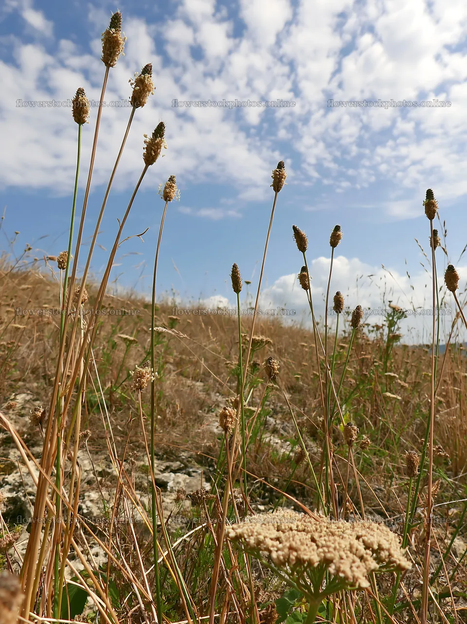 Seedhead meadow with tall grasses under a cloudy sky – flower stock photos 6866x9174