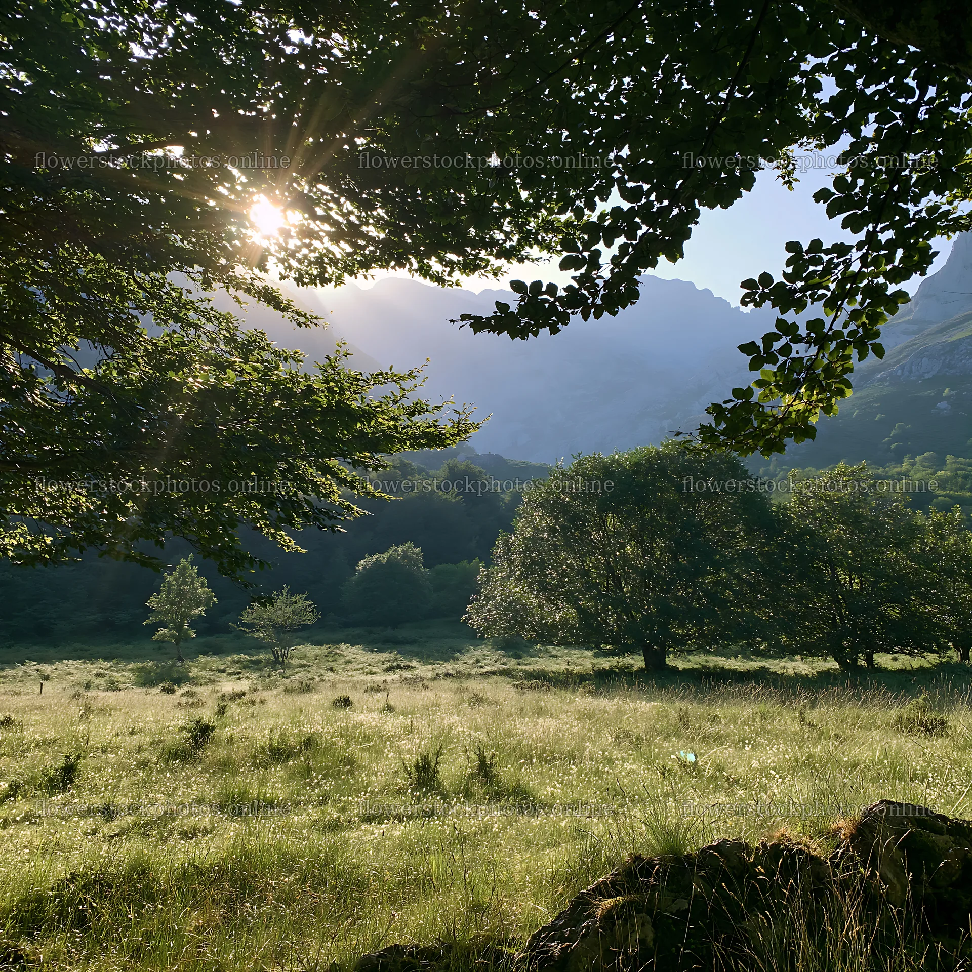 Sunrays shining through trees in Picos de Europa meadow – flower stock photos 7938x7938