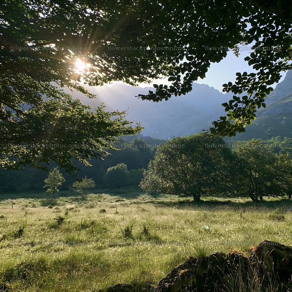 Sunrays shining through trees in Picos de Europa meadow – flower stock photos 7938x7938