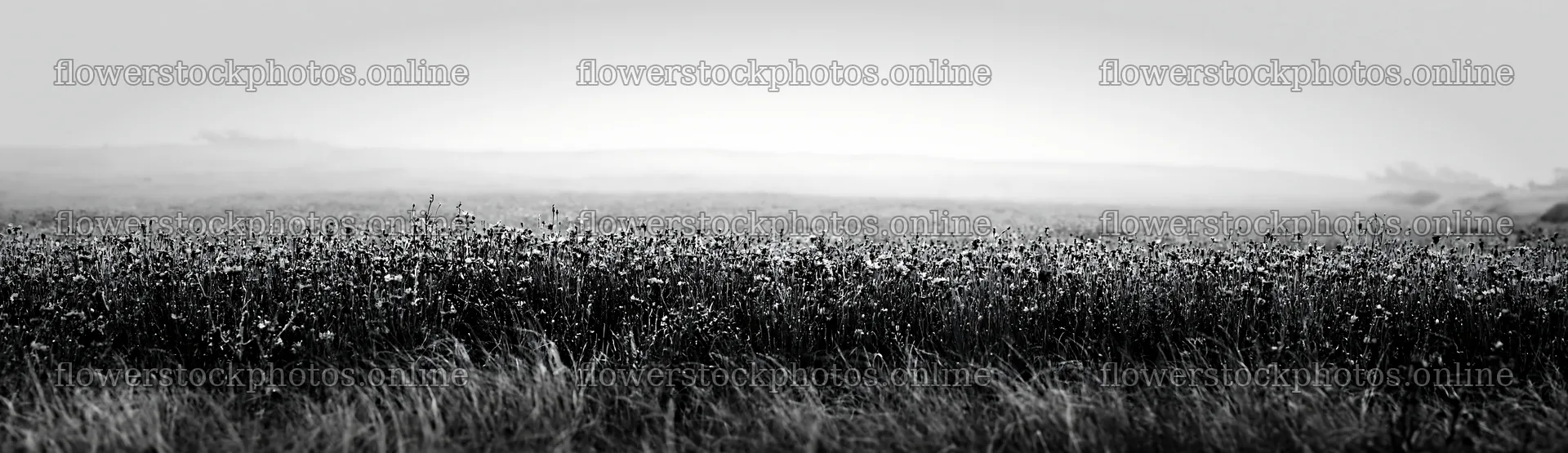 Colorful cornflower meadow in a misty landscape – flower stock photos 14762x4268