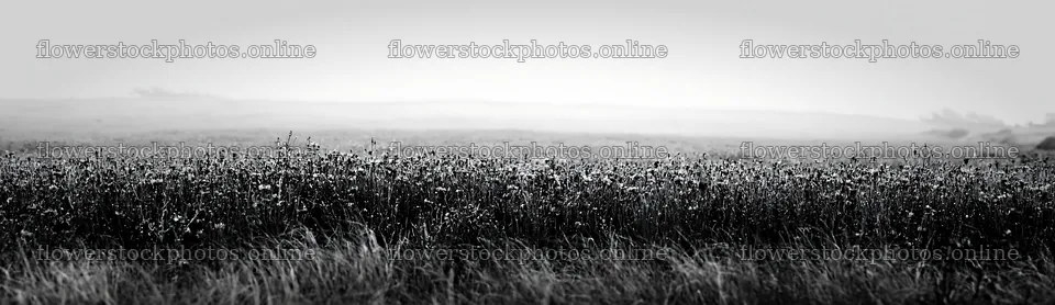 Colorful cornflower meadow in a misty landscape – flower stock photos 14762x4268
