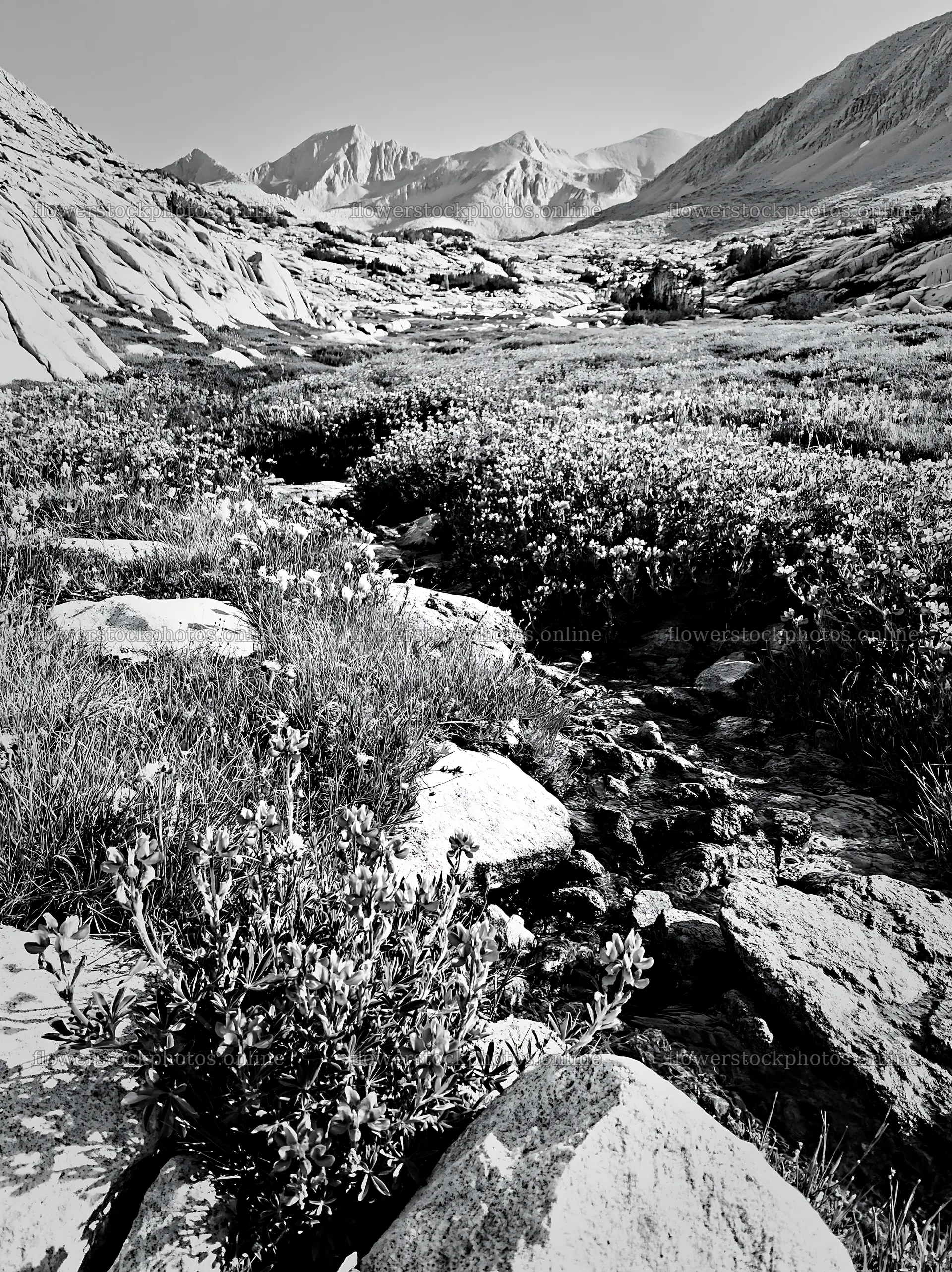 High contrast brook meadow with rocks and mountains in background – flower stock photos 6866x9174