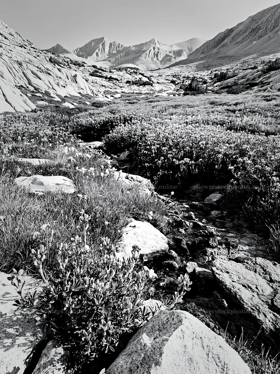 High contrast brook meadow with rocks and mountains in background – flower stock photos 6866x9174