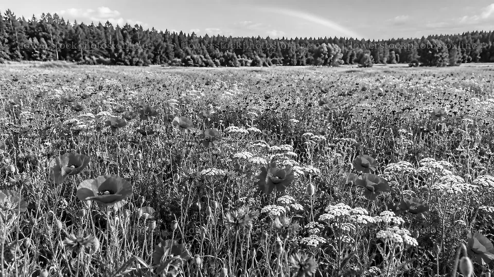 Wildflower Meadow in a Forest Clearing, Monochrome – flower stock photos 10324x5812