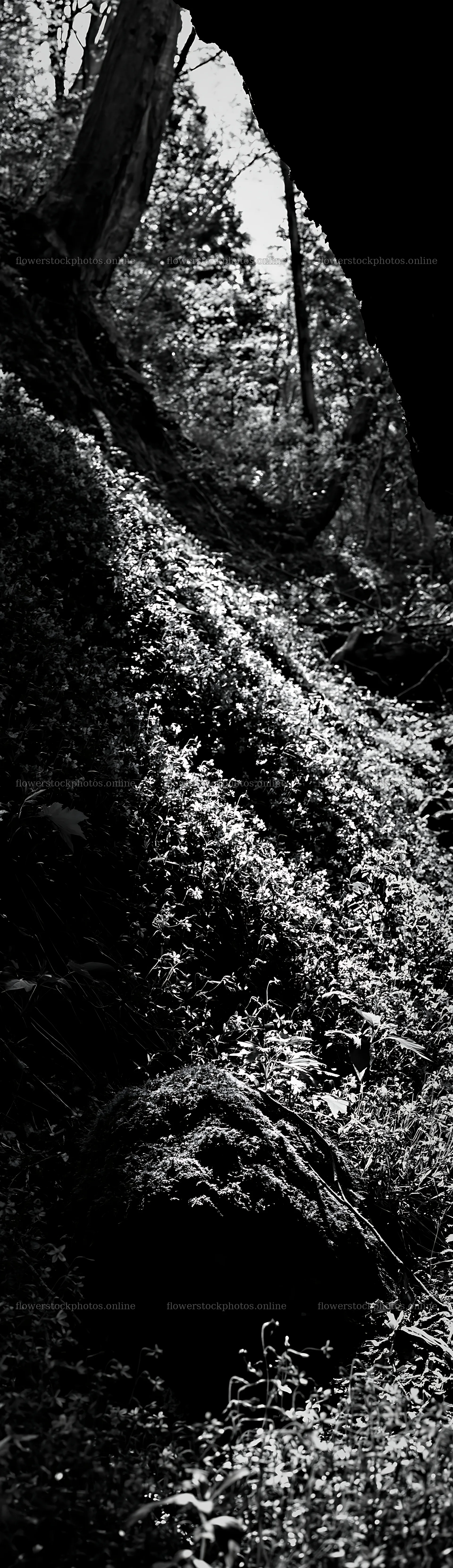 Miyagi spring recovery meadow mossy stone in a forest setting – flower stock photos 4268x14762