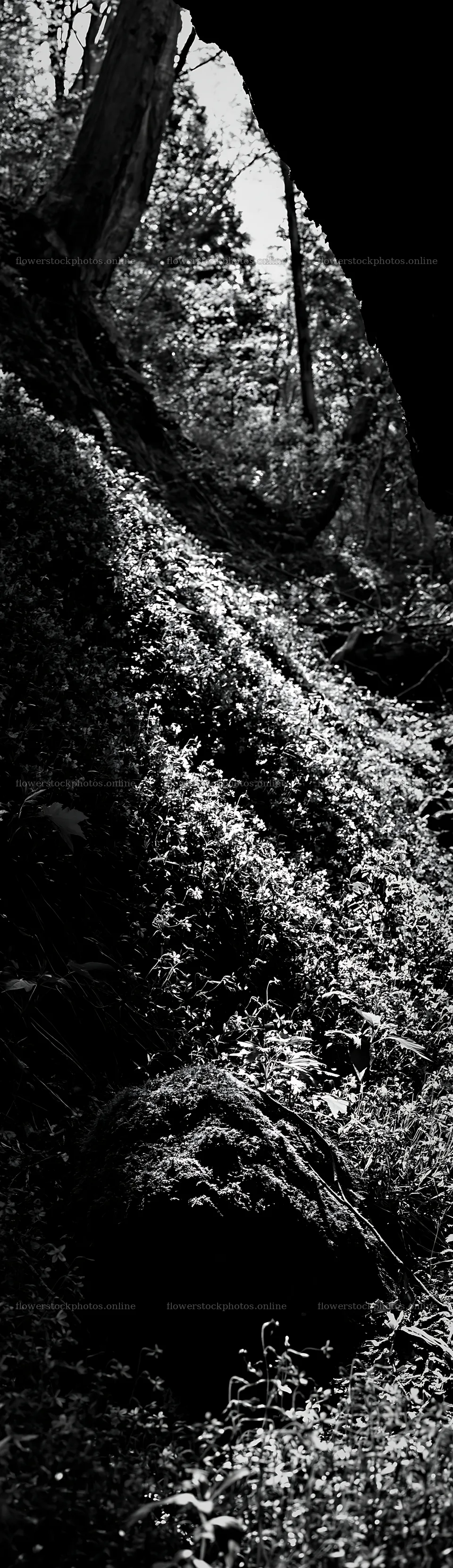 Miyagi spring recovery meadow mossy stone in a forest setting – flower stock photos 4268x14762